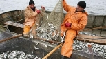 Україна на чверть скоротила вилов риби | AgroReview